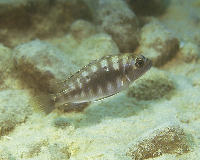 Petrotilapia pyroscelos 'Mkanila Bay'